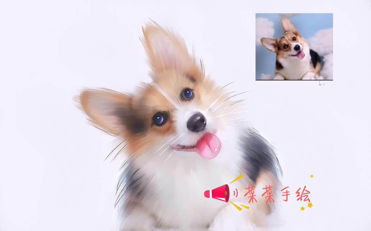 动物